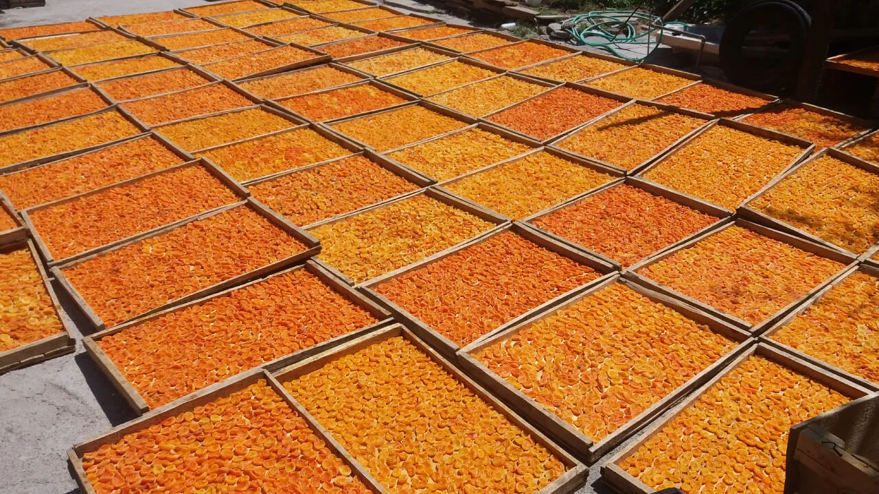 برگ زردآلوی آفتابی (Sun-Dried Apricot Leaves)