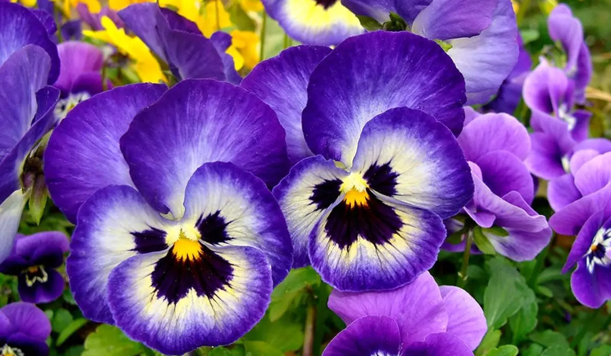 گل بنفشه (Violet Flower)